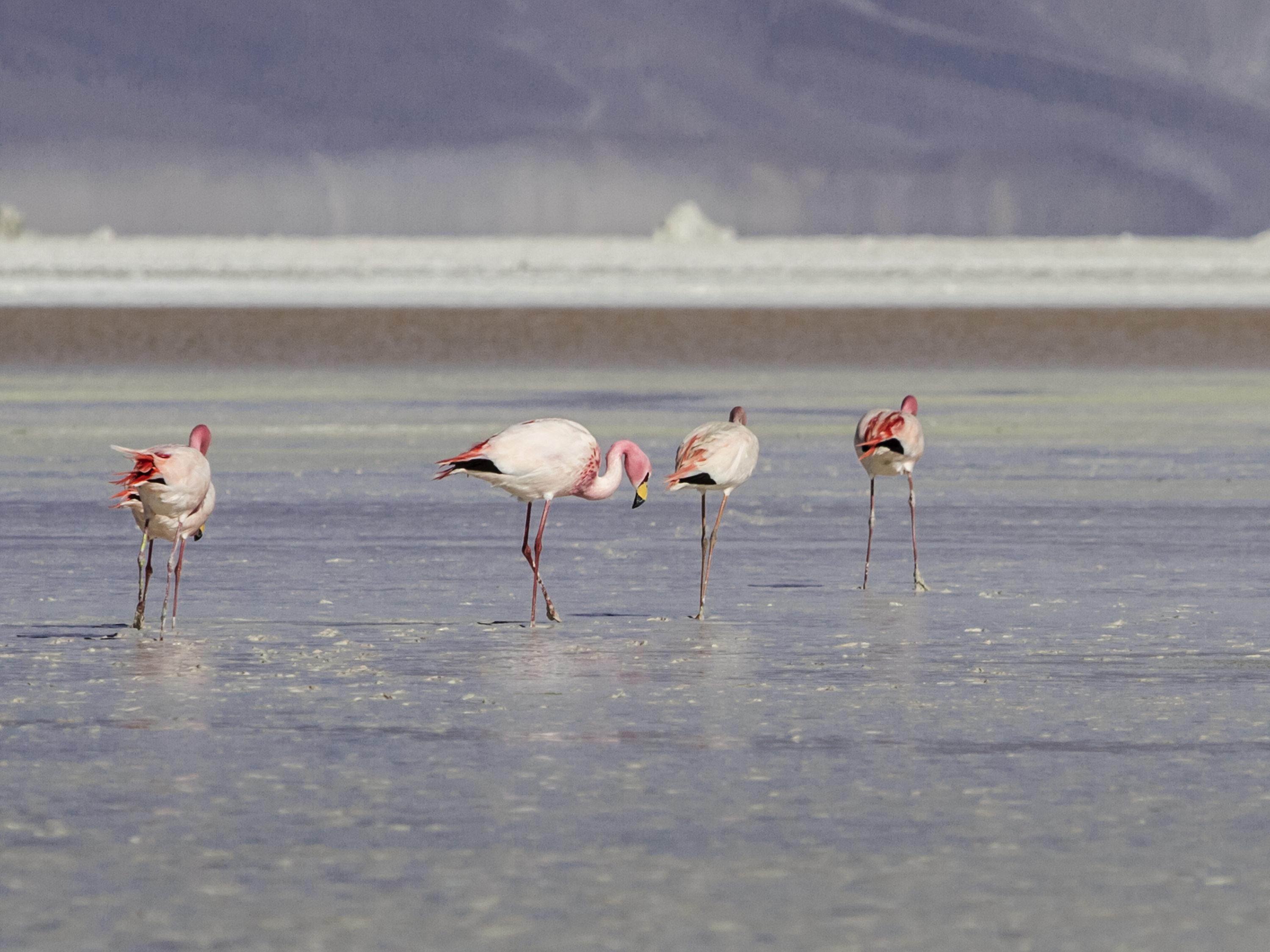 Ibis קאלאמה מראה חיצוני תמונה